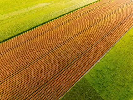 An,aerial,view,of,a,field,of,tulips.,rows,in