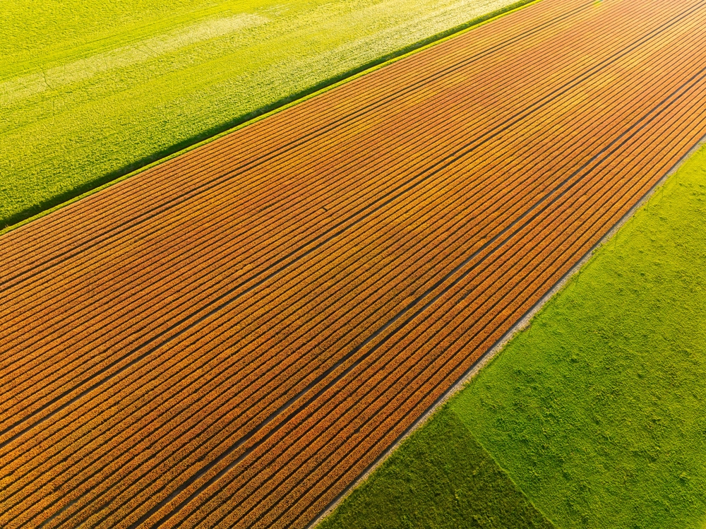 An,aerial,view,of,a,field,of,tulips.,rows,in
